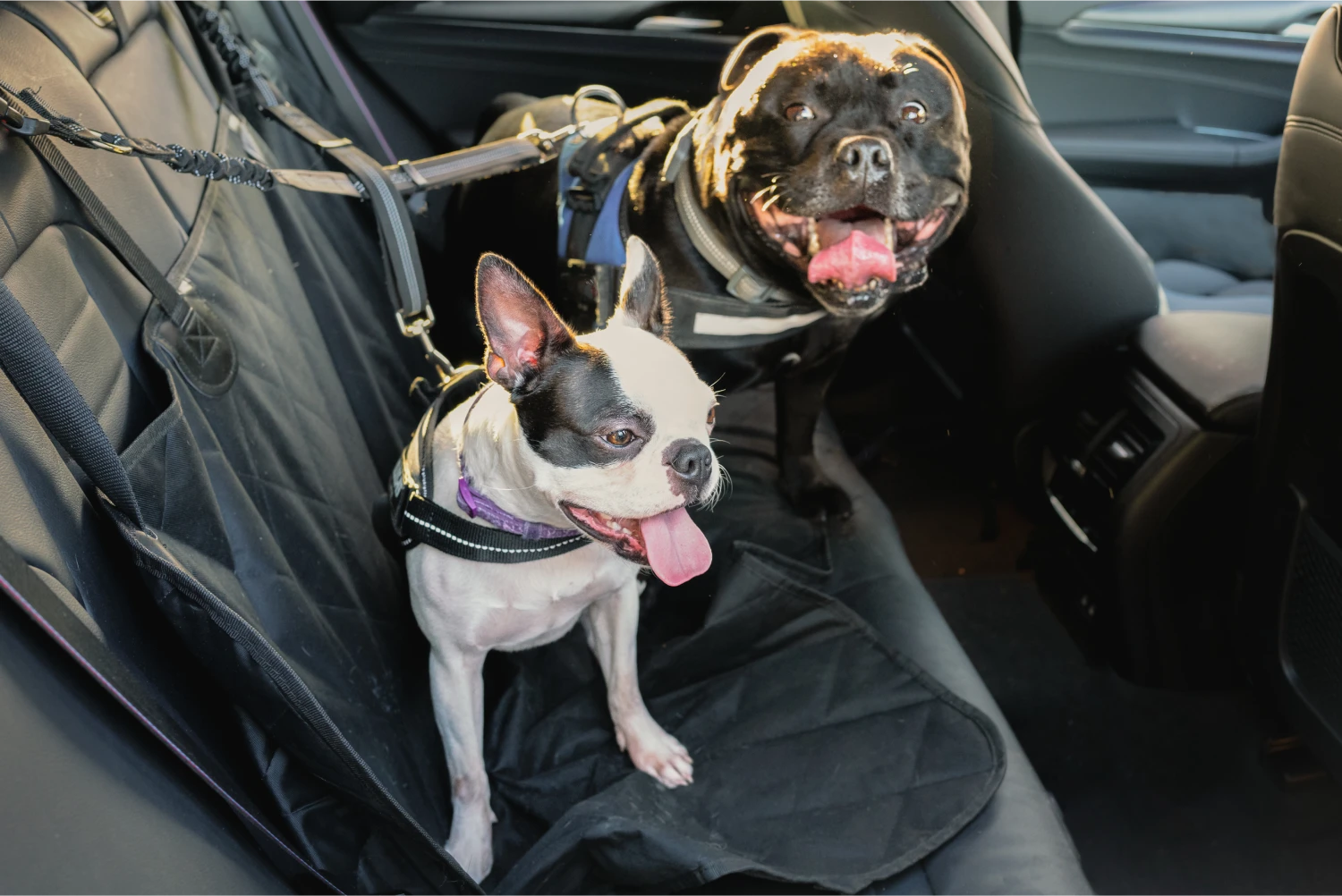 Miniature Pinschers Dog Car Seat Belt for Kia Telluride