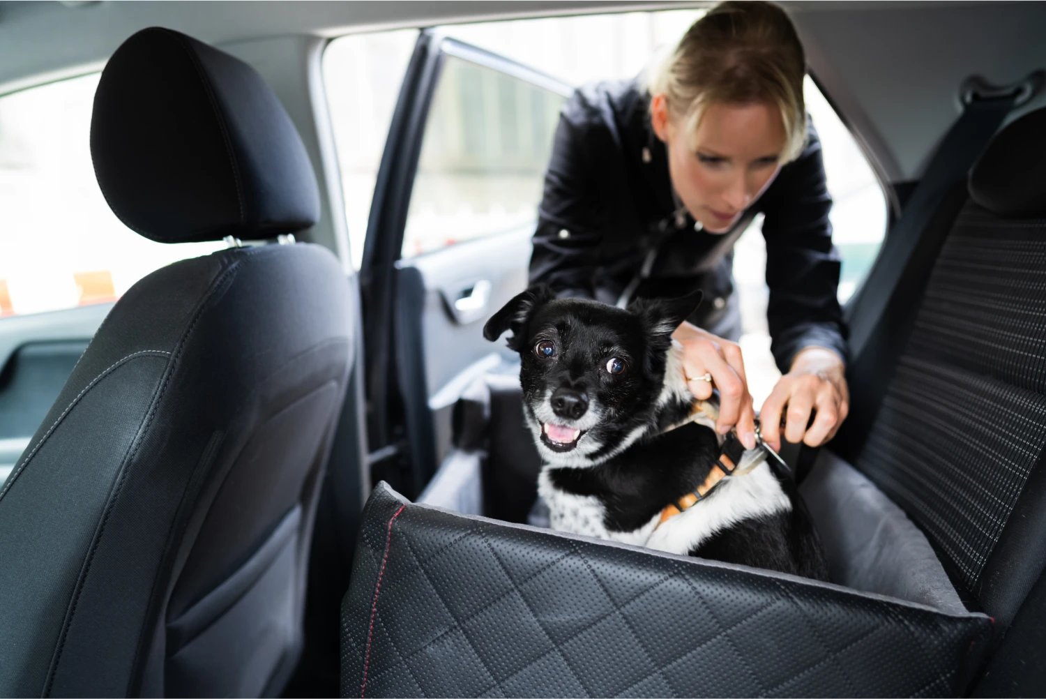 Border Collies Dog Car Seat Belt for Volkswagen Golf