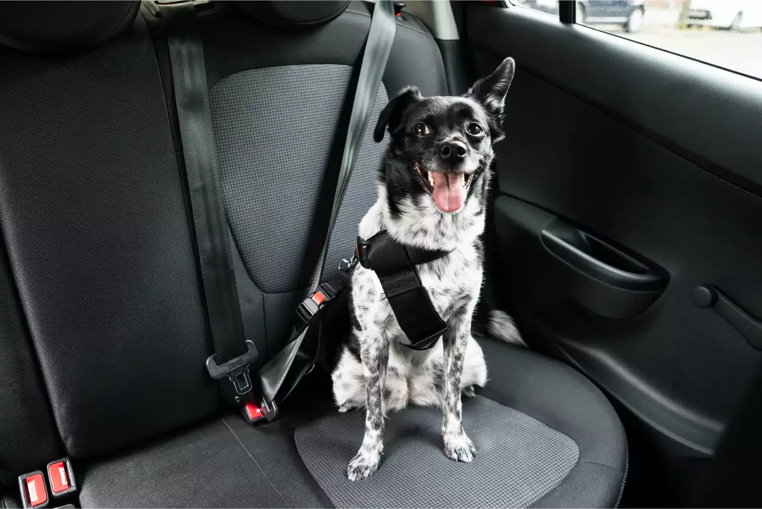 Giant Schnauzers  Dog Safety Belt for Ford Explorer