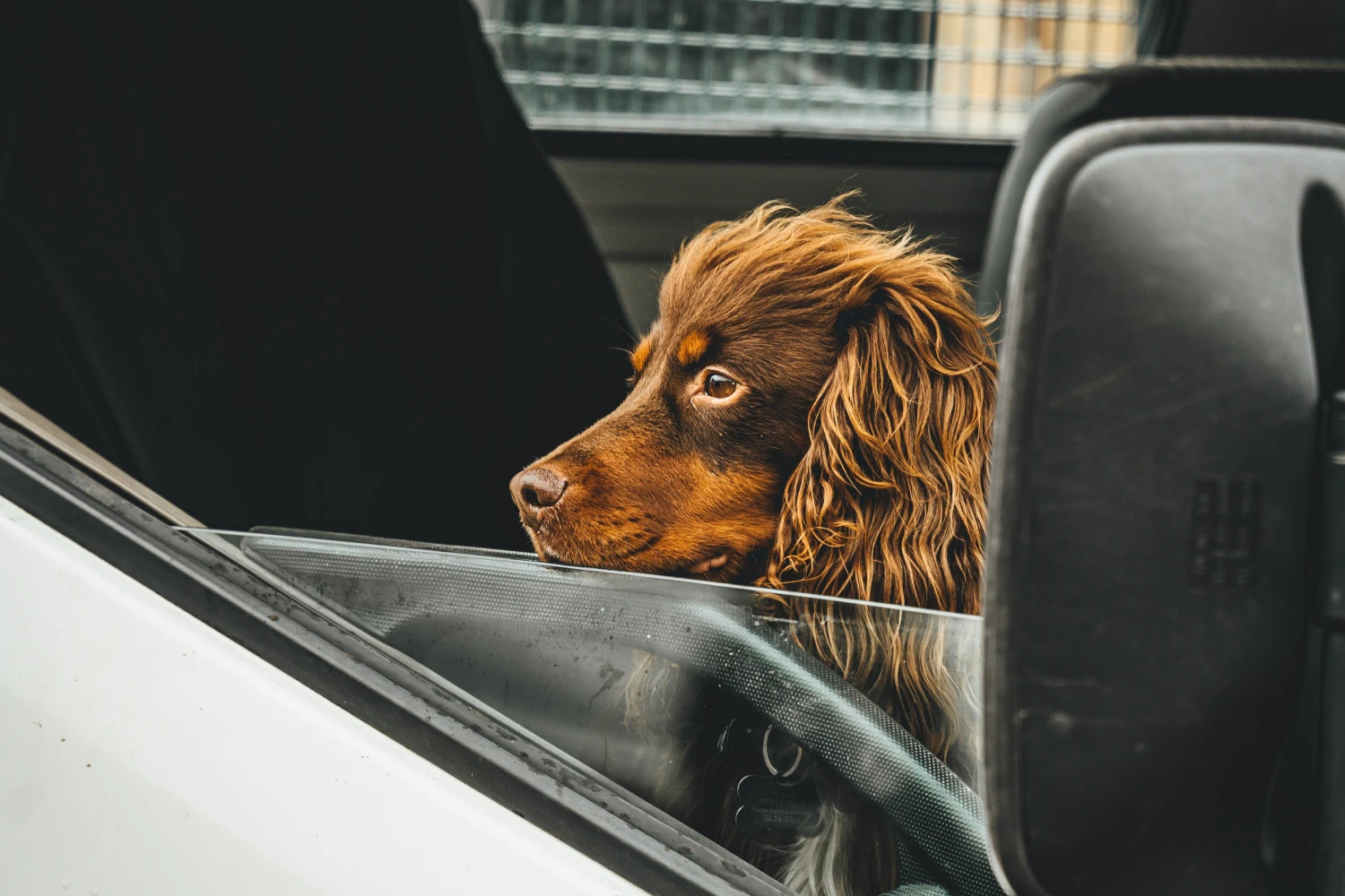 Toyota Prius Dog Car Seat Belt for Boykin Spaniels