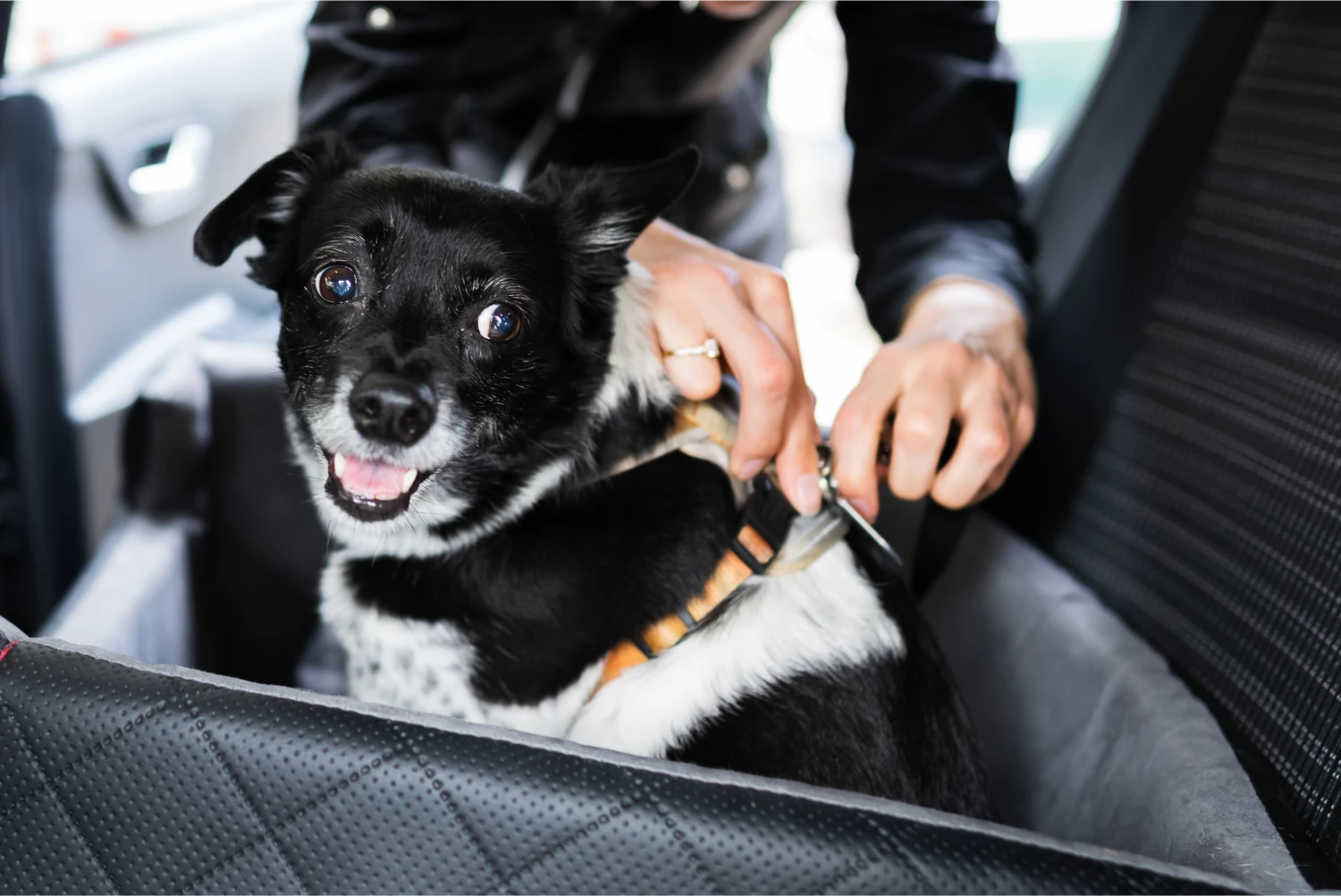 Ford EcoSport Dog Car Seat Belt for Weimaraners